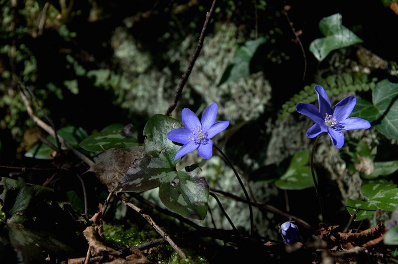 Nel sottobosco di questi tempi